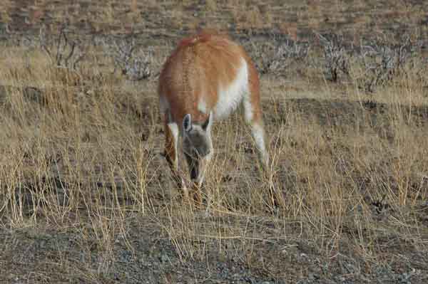 Guanaco - parque nacional de las Torres del Paine - Chile 4.jpg